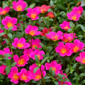 Portulaca Grandiflora Moss Rose Flower Seeds - 30 Seed Pack - Drought Tolerant - Image 4