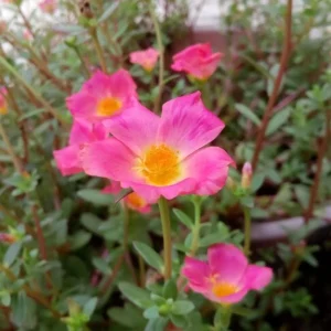 Portulaca Grandiflora Moss Rose Flower Seeds - 30 Seed Pack - Drought Tolerant - Image 5