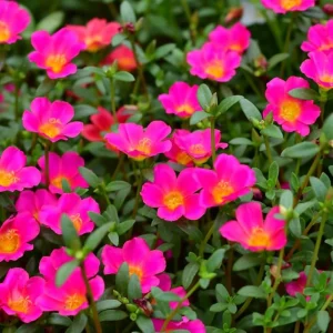 Portulaca Grandiflora Moss Rose Flower Seeds - 30 Seed Pack - Drought Tolerant - Image 6
