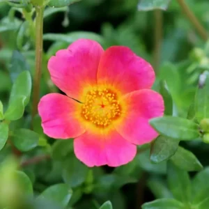 Portulaca Grandiflora Moss Rose Flower Seeds - 30 Seed Pack - Drought Tolerant - Image 7