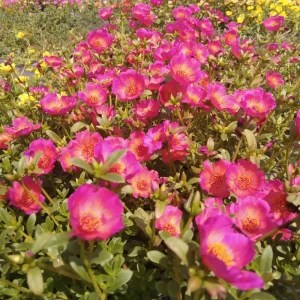 Portulaca Grandiflora Moss Rose Flower Seeds - 30 Seed Pack - Drought Tolerant - Image 8