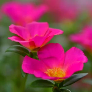 Portulaca Grandiflora Moss Rose Flower Seeds - 30 Seed Pack - Drought Tolerant - Image 9