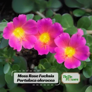 Portulaca Grandiflora Moss Rose Flower Seeds - 30 Seed Pack - Drought Tolerant - Image 1