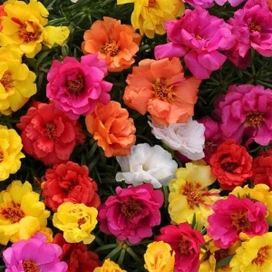 Portulaca Grandiflora Moss Rose Seeds - 30 Pack, Colorful, Drought-Tolerant, Succulent Flowers - Image 10