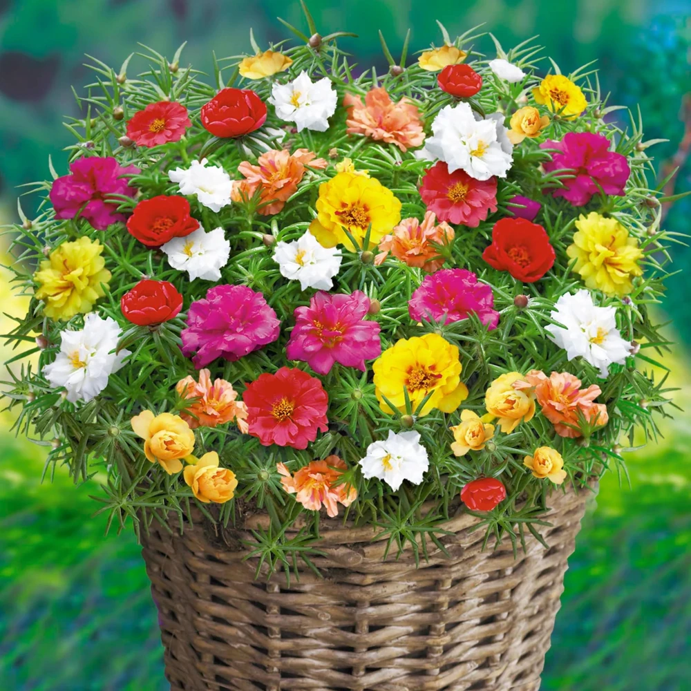 Portulaca Grandiflora Moss Rose Seeds - 30 Pack, Colorful, Drought-Tolerant, Succulent Flowers - Image 11