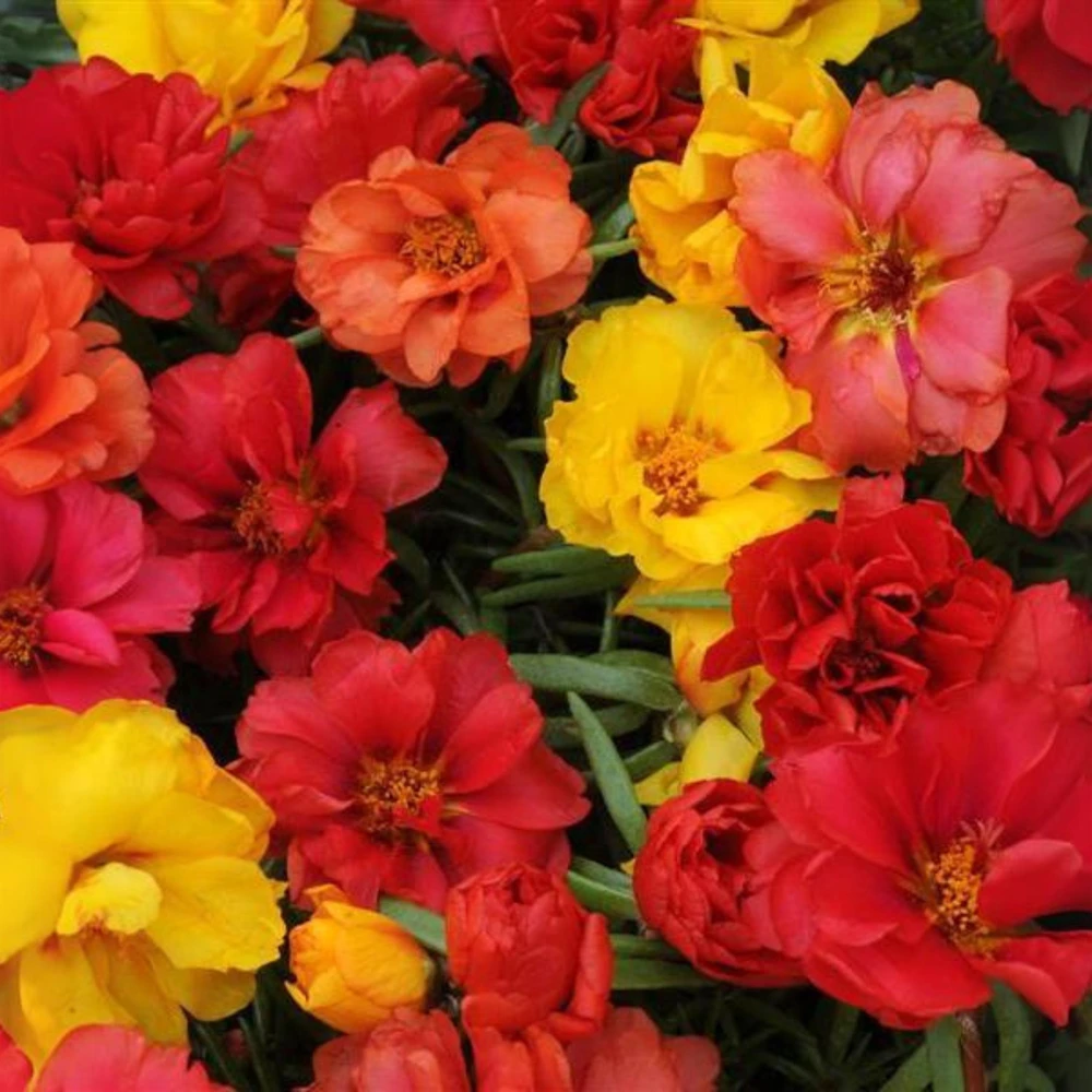 Portulaca Grandiflora Moss Rose Seeds - 30 Pack, Colorful, Drought-Tolerant, Succulent Flowers - Image 12