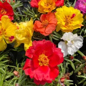 Portulaca Grandiflora Moss Rose Seeds - 30 Pack, Colorful, Drought-Tolerant, Succulent Flowers - Image 13