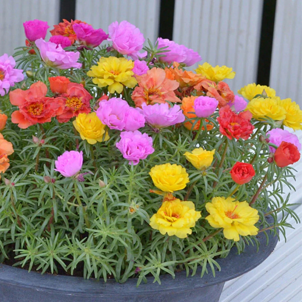 Portulaca Grandiflora Moss Rose Seeds - 30 Pack, Colorful, Drought-Tolerant, Succulent Flowers - Image 14