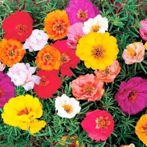 Portulaca Grandiflora Moss Rose Seeds - 30 Pack, Colorful, Drought-Tolerant, Succulent Flowers - Image 2