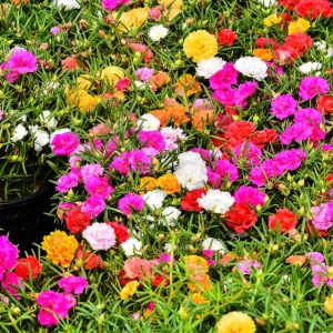 Portulaca Grandiflora Moss Rose Seeds - 30 Pack, Colorful, Drought-Tolerant, Succulent Flowers - Image 3