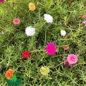 Portulaca Grandiflora Moss Rose Seeds - 30 Pack, Colorful, Drought-Tolerant, Succulent Flowers - Image 4