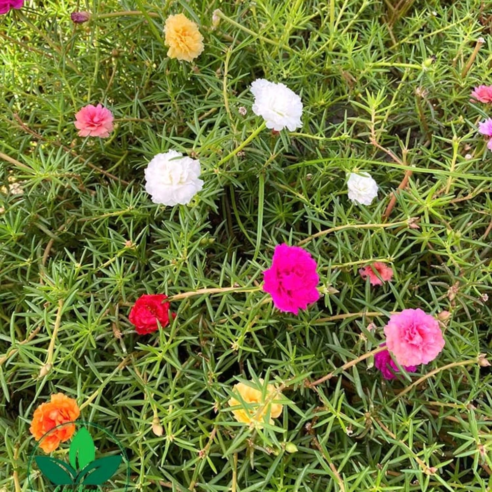 Portulaca Grandiflora Moss Rose Seeds - 30 Pack, Colorful, Drought-Tolerant, Succulent Flowers - Image 4