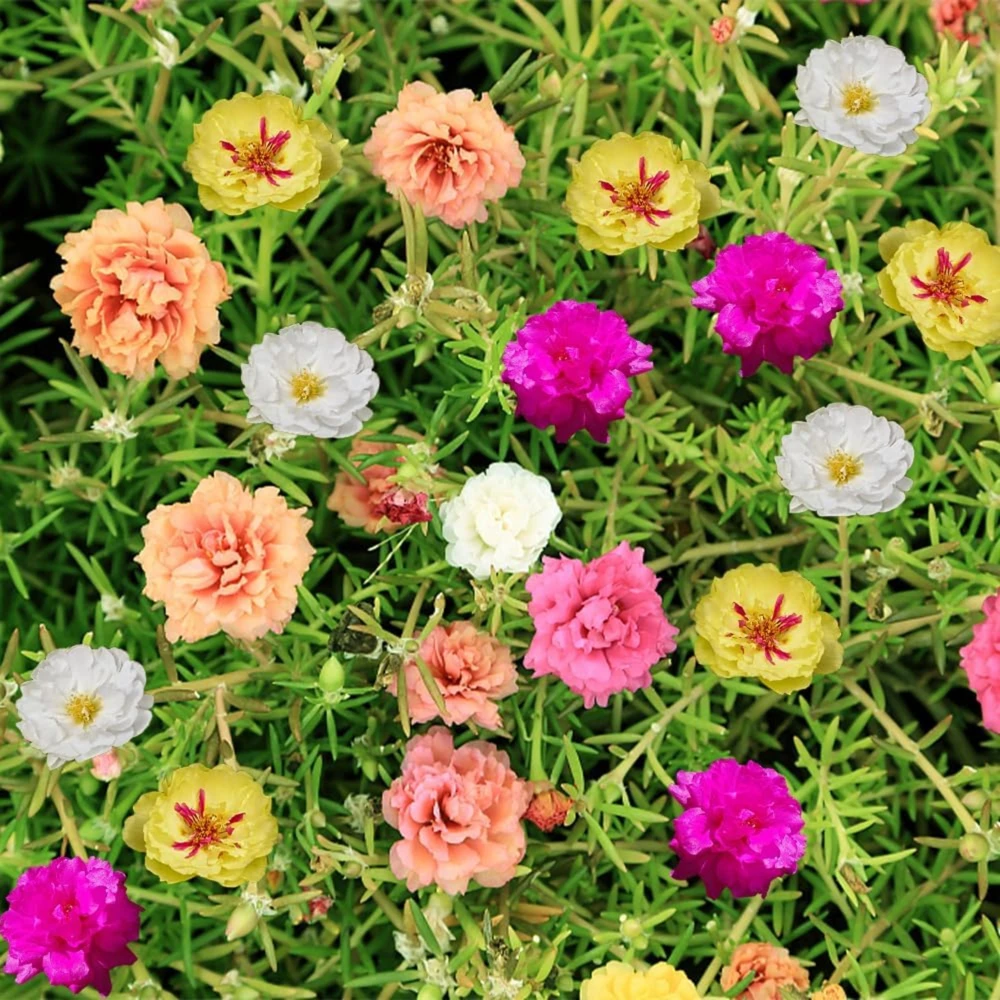 Portulaca Grandiflora Moss Rose Seeds - 30 Pack, Colorful, Drought-Tolerant, Succulent Flowers - Image 5