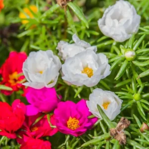 Portulaca Grandiflora Moss Rose Seeds - 30 Pack, Colorful, Drought-Tolerant, Succulent Flowers - Image 6