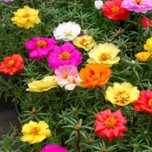 Portulaca Grandiflora Moss Rose Seeds - 30 Pack, Colorful, Drought-Tolerant, Succulent Flowers - Image 7
