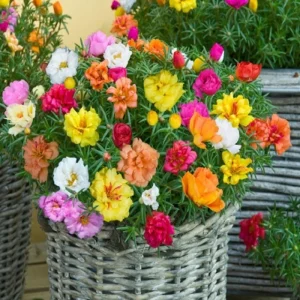 Portulaca Grandiflora Moss Rose Seeds - 30 Pack, Colorful, Drought-Tolerant, Succulent Flowers - Image 8