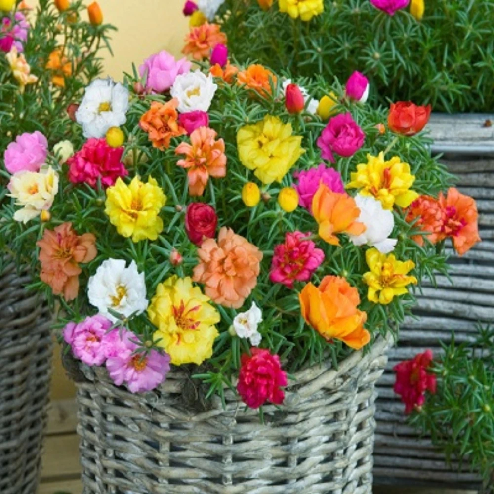 Portulaca Grandiflora Moss Rose Seeds - 30 Pack, Colorful, Drought-Tolerant, Succulent Flowers - Image 8