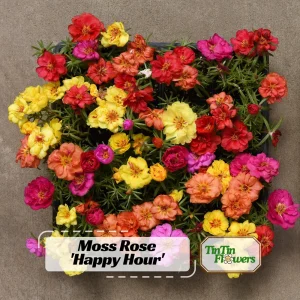Portulaca Grandiflora Moss Rose Seeds - 30 Pack, Colorful, Drought-Tolerant, Succulent Flowers - Image 1