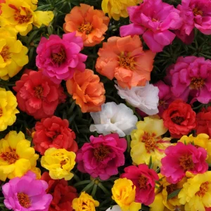 Portulaca Grandiflora Moss Rose Seeds - 30 Pack, Colorful, Drought-Tolerant, Succulent Flowers - Image 9