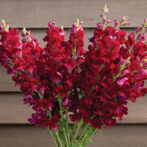 Potomac Royal Snapdragon Seeds - 30 Seeds - Cold Resistant Cut Flowers - Image 10