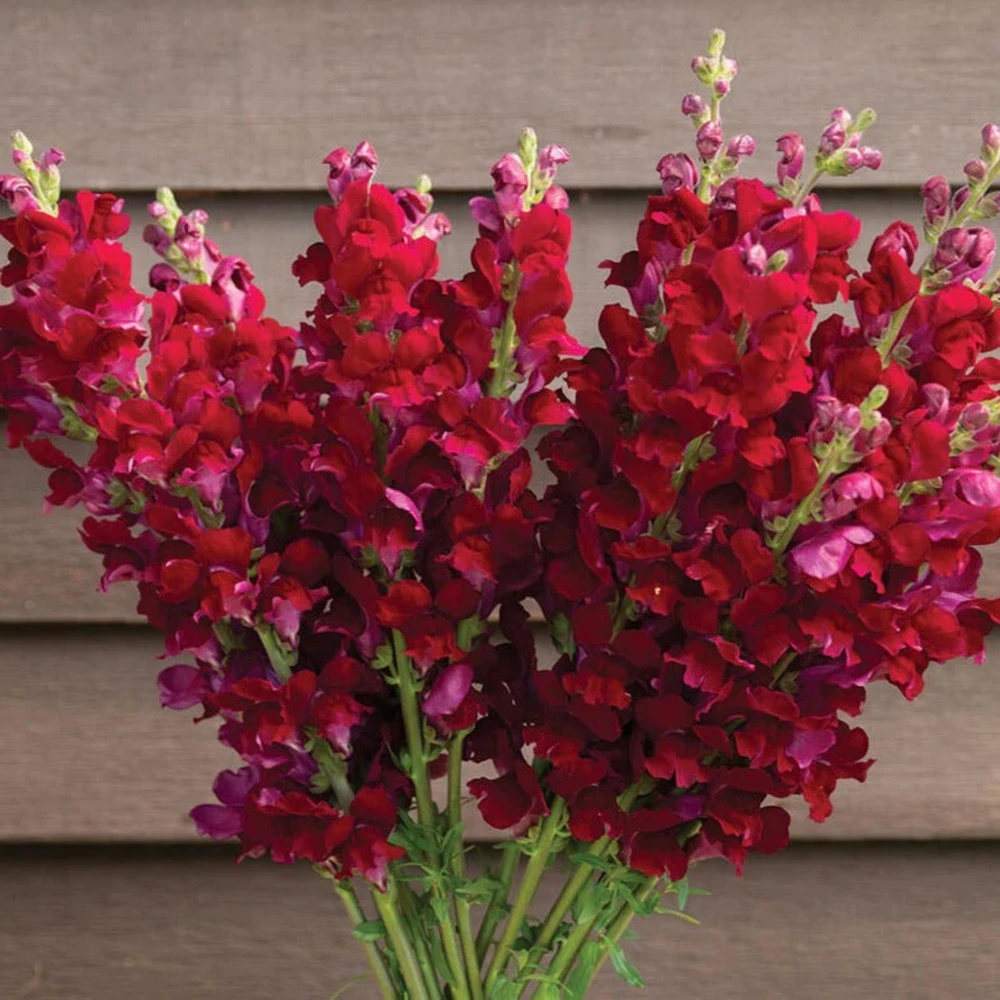 Potomac Royal Snapdragon Seeds - 30 Seeds - Cold Resistant Cut Flowers - Image 10