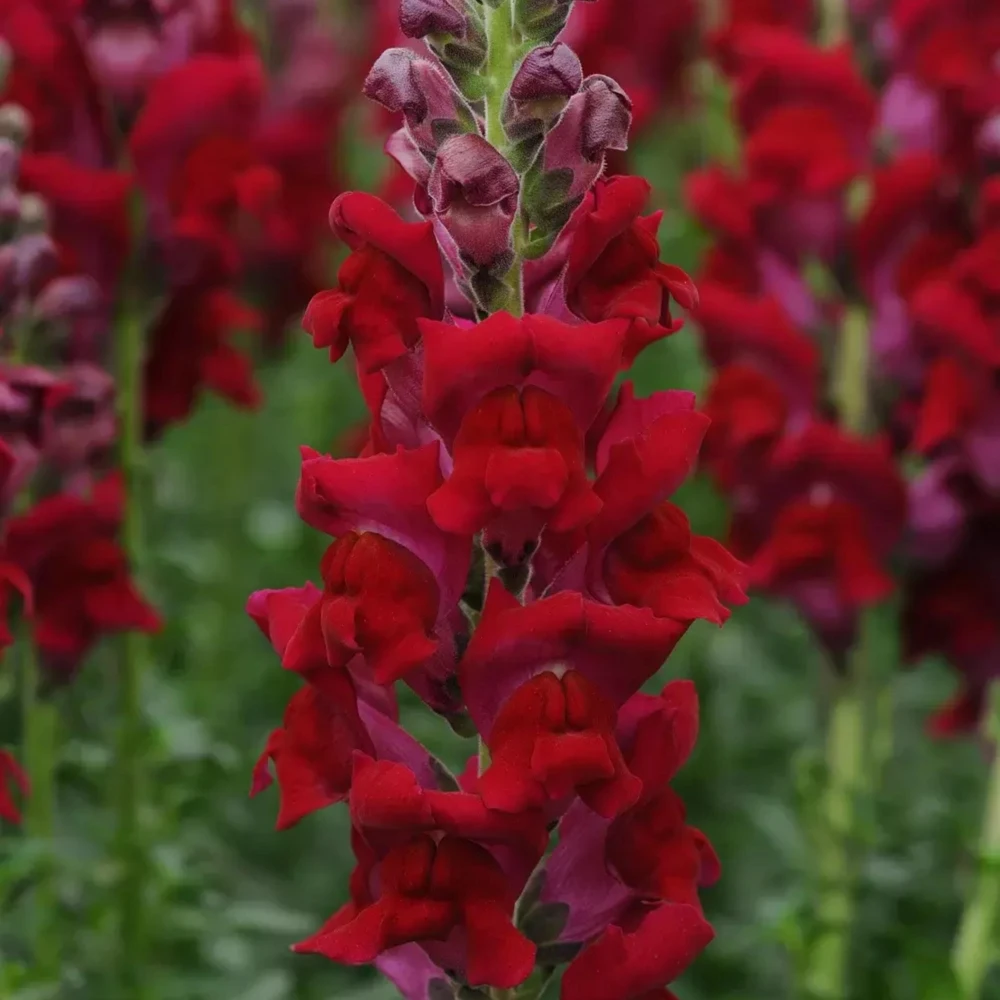Potomac Royal Snapdragon Seeds - 30 Seeds - Cold Resistant Cut Flowers - Image 11