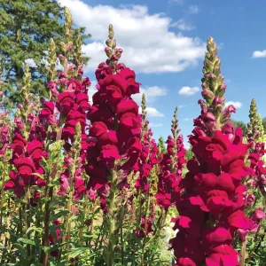 Potomac Royal Snapdragon Seeds - 30 Seeds - Cold Resistant Cut Flowers - Image 12