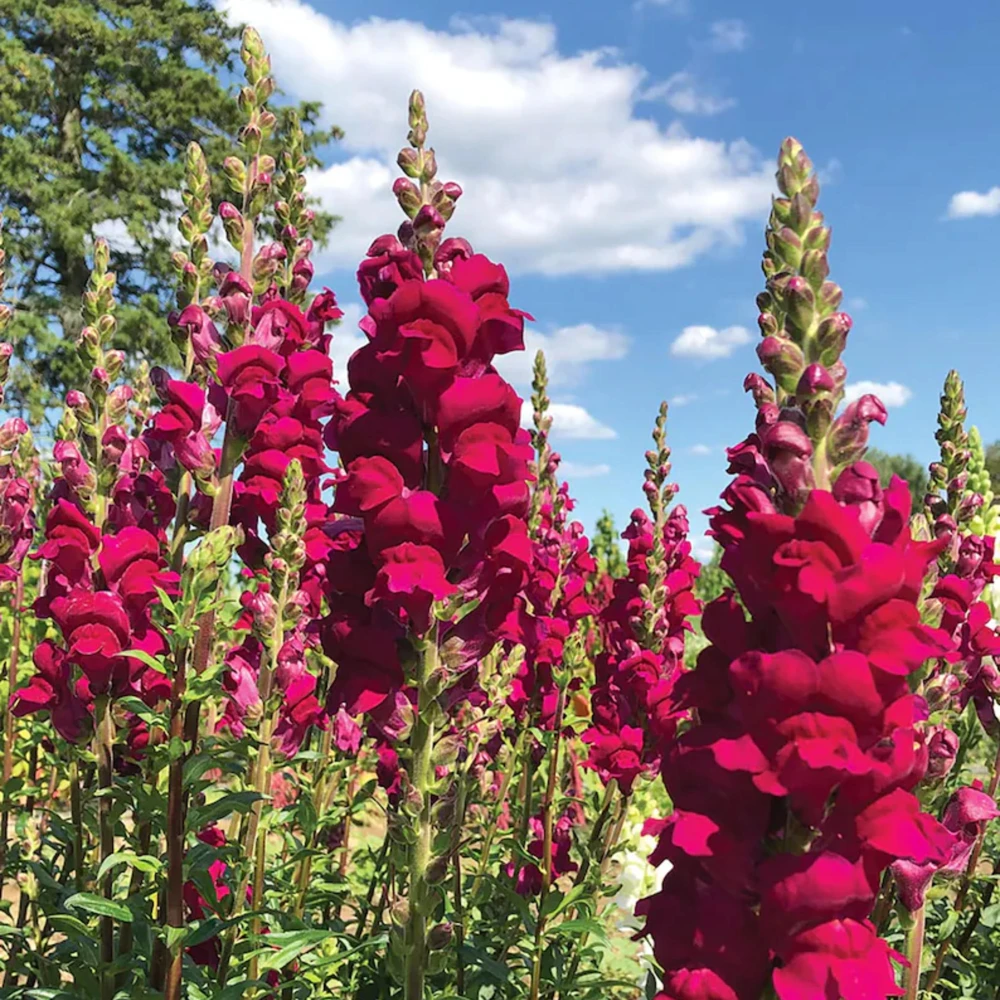Potomac Royal Snapdragon Seeds - 30 Seeds - Cold Resistant Cut Flowers - Image 12