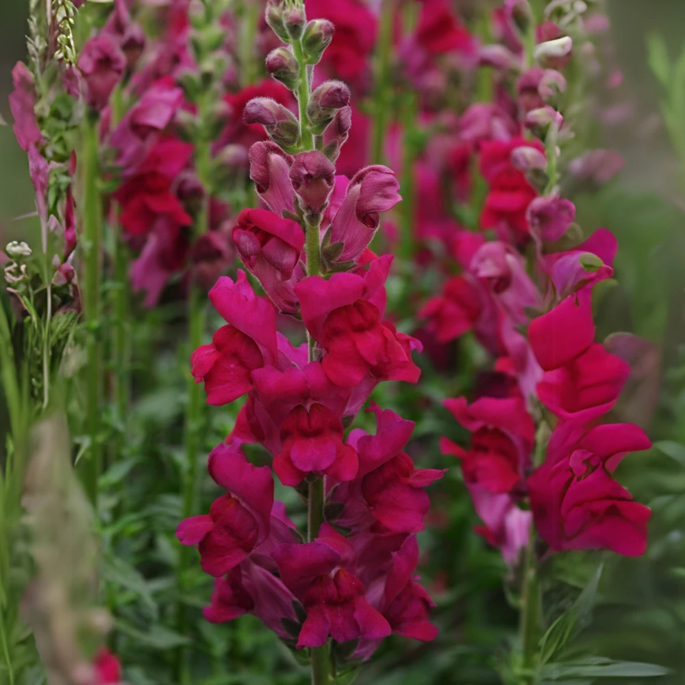 Potomac Royal Snapdragon Seeds - 30 Seeds - Cold Resistant Cut Flowers - Image 13