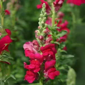 Potomac Royal Snapdragon Seeds - 30 Seeds - Cold Resistant Cut Flowers - Image 14
