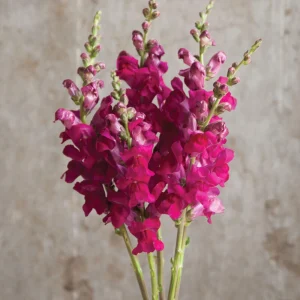 Potomac Royal Snapdragon Seeds - 30 Seeds - Cold Resistant Cut Flowers - Image 2