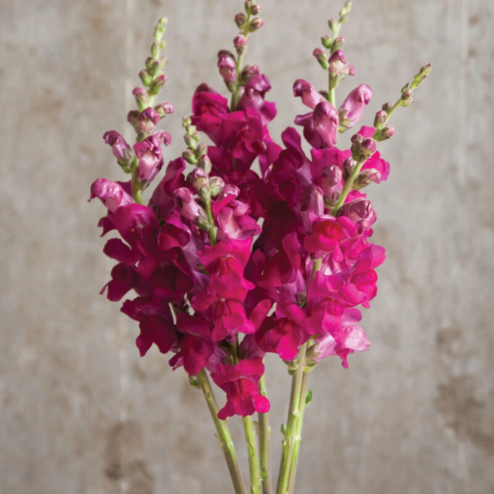 Potomac Royal Snapdragon Seeds - 30 Seeds - Cold Resistant Cut Flowers - Image 2
