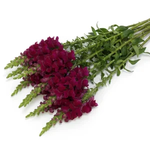 Potomac Royal Snapdragon Seeds - 30 Seeds - Cold Resistant Cut Flowers - Image 3