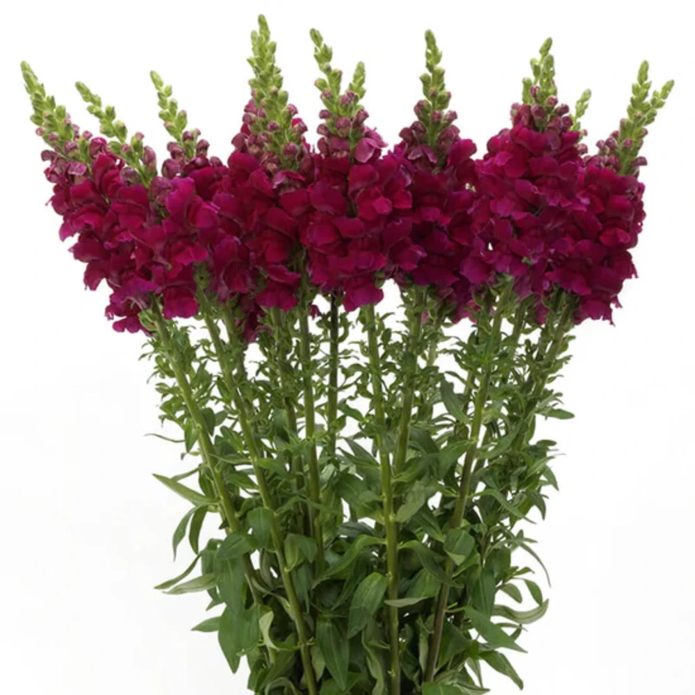 Potomac Royal Snapdragon Seeds - 30 Seeds - Cold Resistant Cut Flowers - Image 4