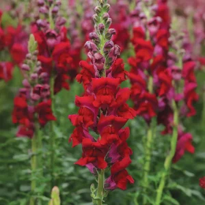 Potomac Royal Snapdragon Seeds - 30 Seeds - Cold Resistant Cut Flowers - Image 5