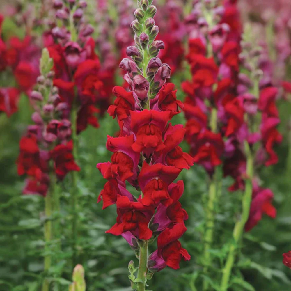 Potomac Royal Snapdragon Seeds - 30 Seeds - Cold Resistant Cut Flowers - Image 5
