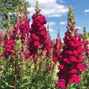 Potomac Royal Snapdragon Seeds - 30 Seeds - Cold Resistant Cut Flowers - Image 6