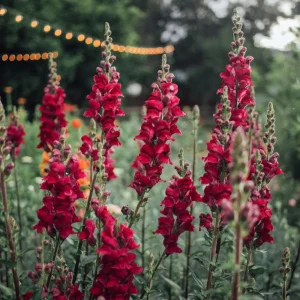 Potomac Royal Snapdragon Seeds - 30 Seeds - Cold Resistant Cut Flowers - Image 7