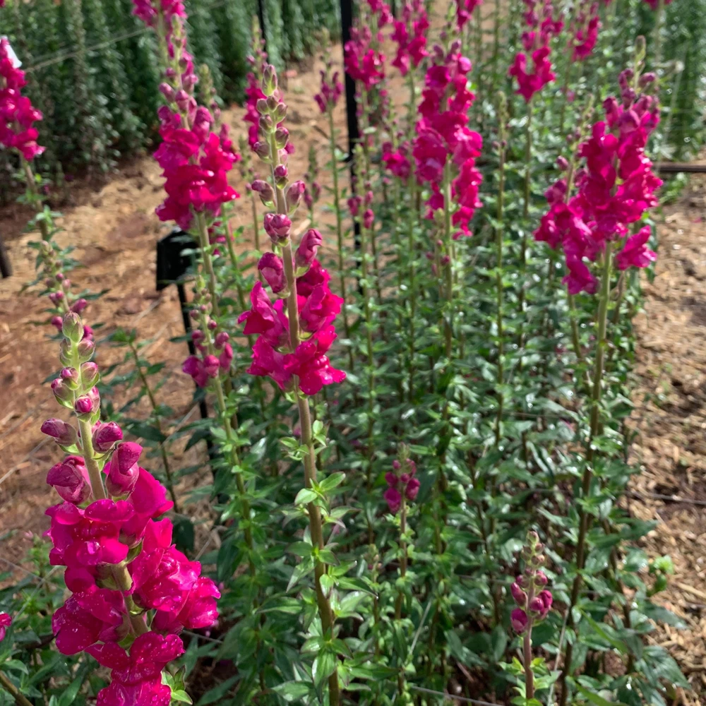 Potomac Royal Snapdragon Seeds - 30 Seeds - Cold Resistant Cut Flowers - Image 8