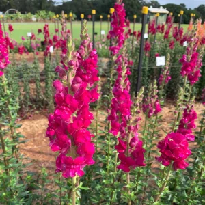 Potomac Royal Snapdragon Seeds - 30 Seeds - Cold Resistant Cut Flowers - Image 9