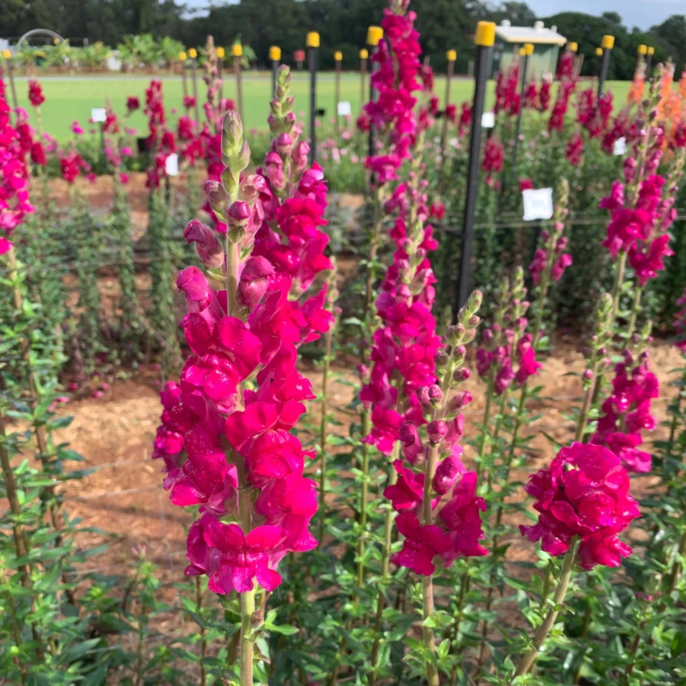 Potomac Royal Snapdragon Seeds - 30 Seeds - Cold Resistant Cut Flowers - Image 9