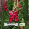 Potomac Royal Snapdragon Seeds - 30 Seeds - Cold Resistant Cut Flowers - Image 1