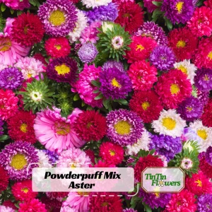 Powderpuff Mix Aster Seeds - Callistephus Chinensis - Flower Seeds - 20 Count - Image 1