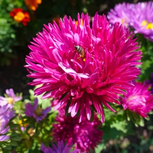 Powderpuff Mix Aster Seeds - Callistephus Chinensis - Flower Seeds - 20 Count - Image 10