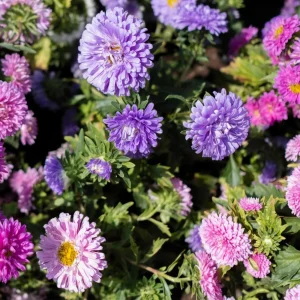 Powderpuff Mix Aster Seeds - Callistephus Chinensis - Flower Seeds - 20 Count - Image 11