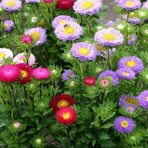 Powderpuff Mix Aster Seeds - Callistephus Chinensis - Flower Seeds - 20 Count - Image 12