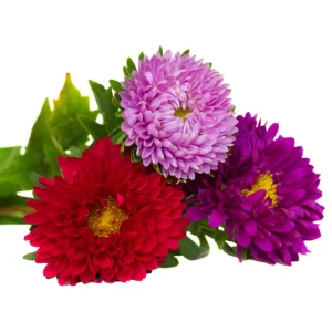 Powderpuff Mix Aster Seeds - Callistephus Chinensis - Flower Seeds - 20 Count - Image 13