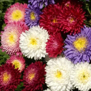 Powderpuff Mix Aster Seeds - Callistephus Chinensis - Flower Seeds - 20 Count - Image 14