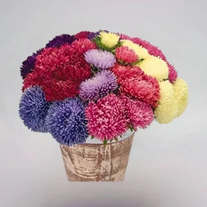 Powderpuff Mix Aster Seeds - Callistephus Chinensis - Flower Seeds - 20 Count - Image 15
