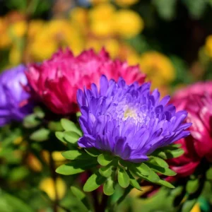 Powderpuff Mix Aster Seeds - Callistephus Chinensis - Flower Seeds - 20 Count - Image 17